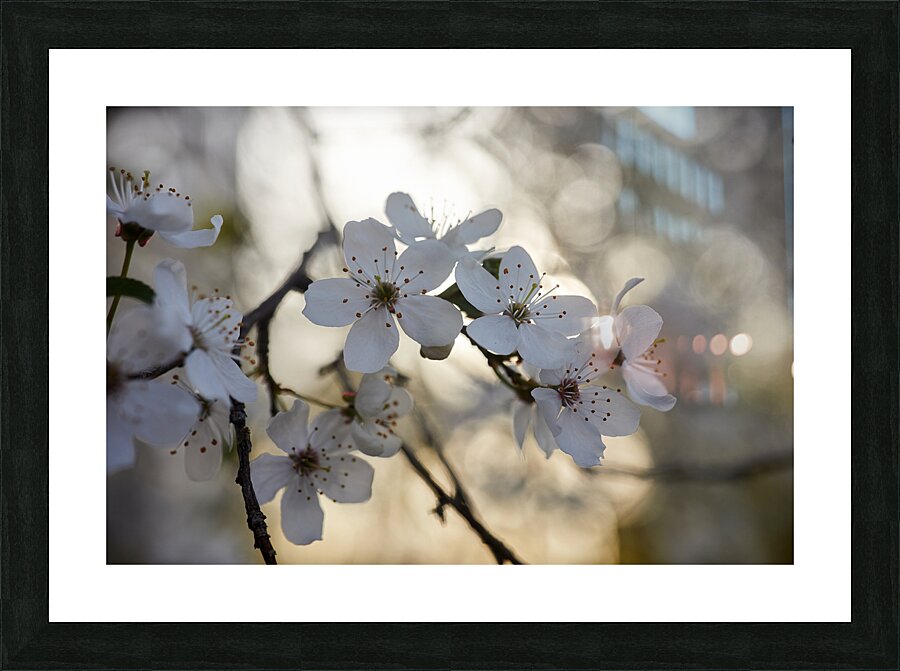Spring Blossoms Picture Frame print