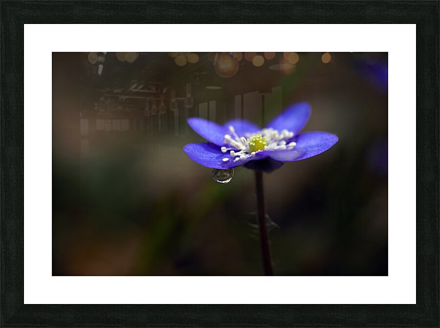 Raindrop on Petals Picture Frame print