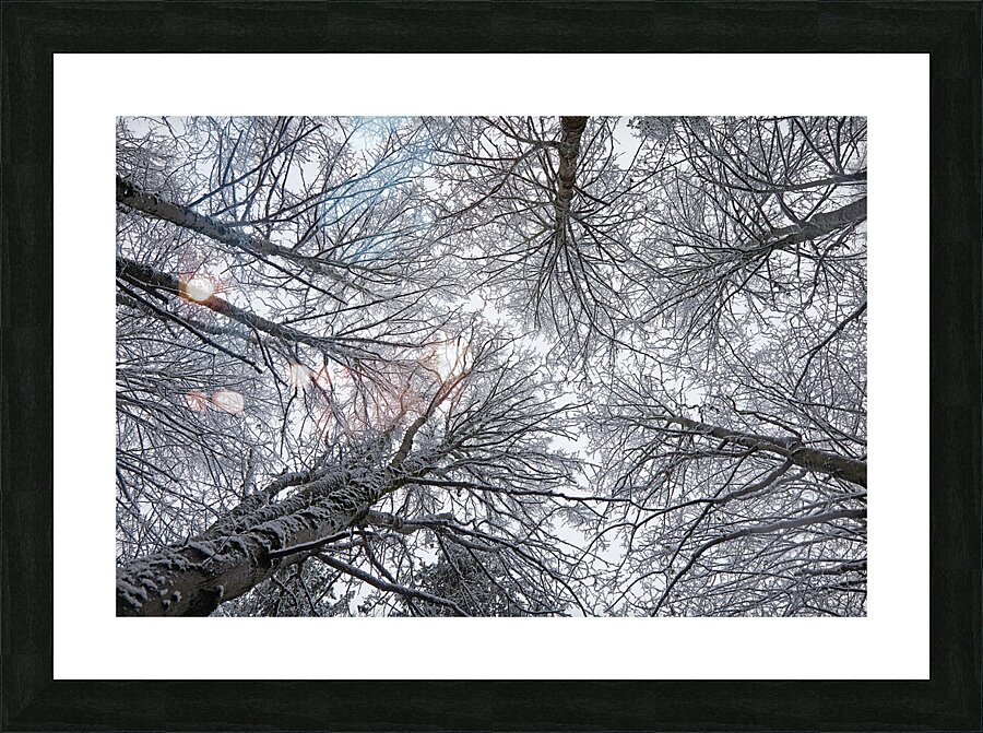 Winter Canopy Picture Frame print