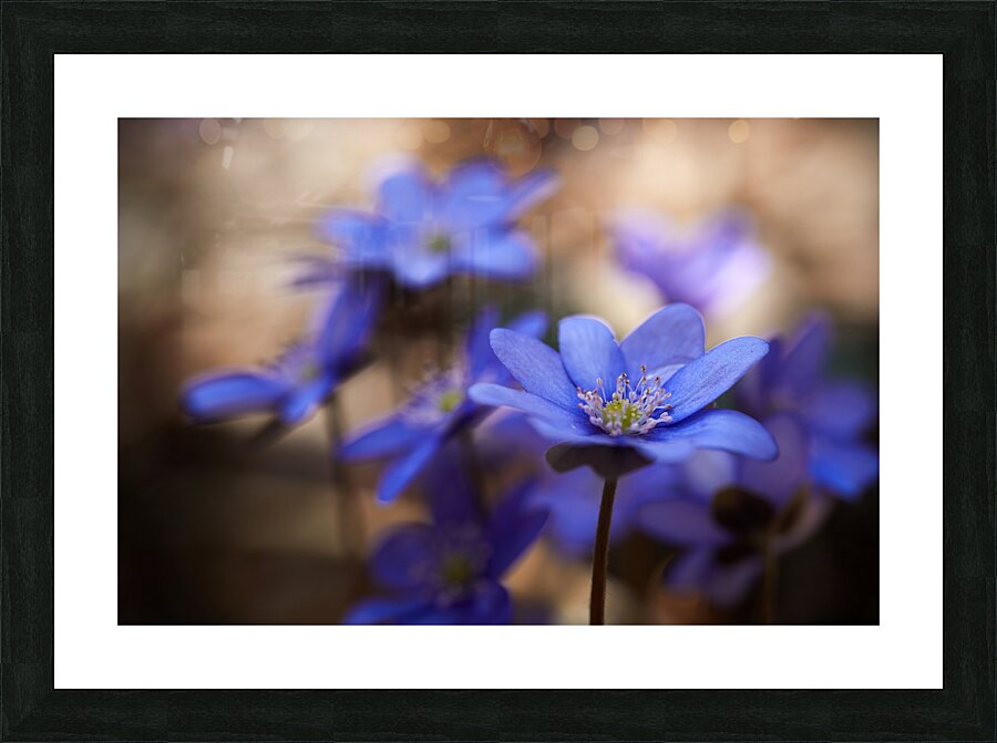 Blue blossoms Picture Frame print