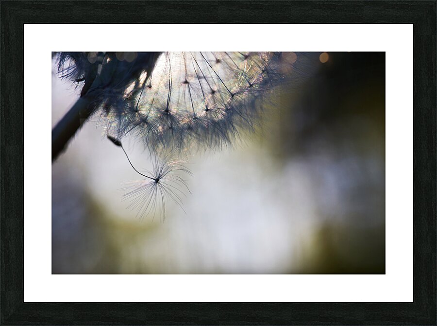 Dandelion Dream Picture Frame print