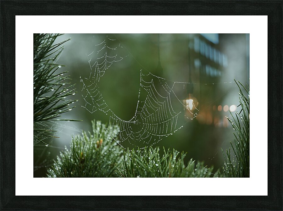 Dewy Spiderweb on Pine Picture Frame print
