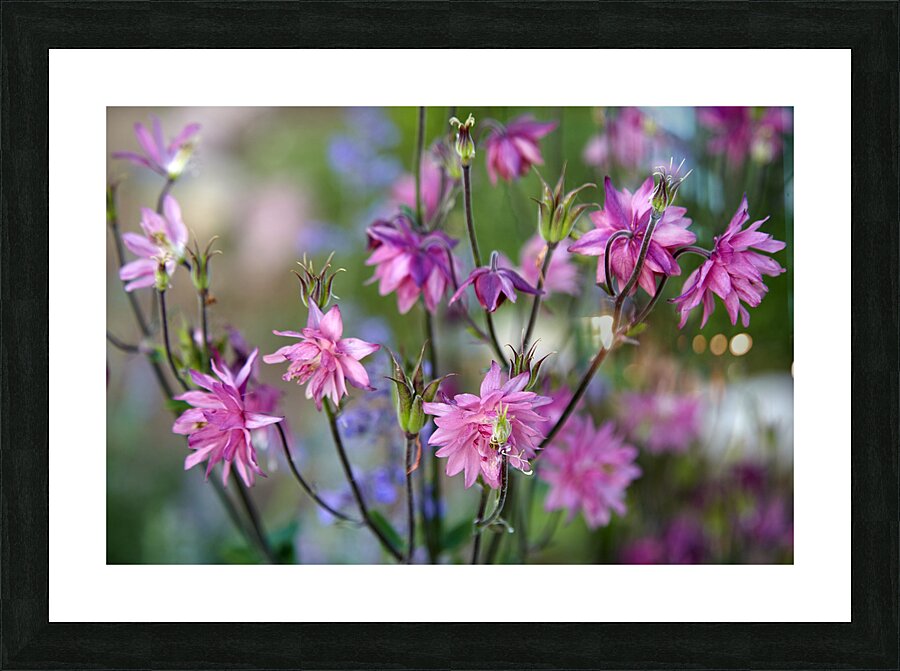 Pink flowers Picture Frame print