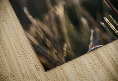 Frosted Dandelion Vetre puzzle