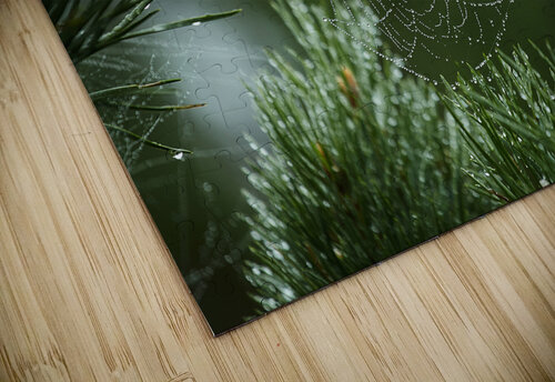 Dewy Spiderweb on Pine Vetre puzzle