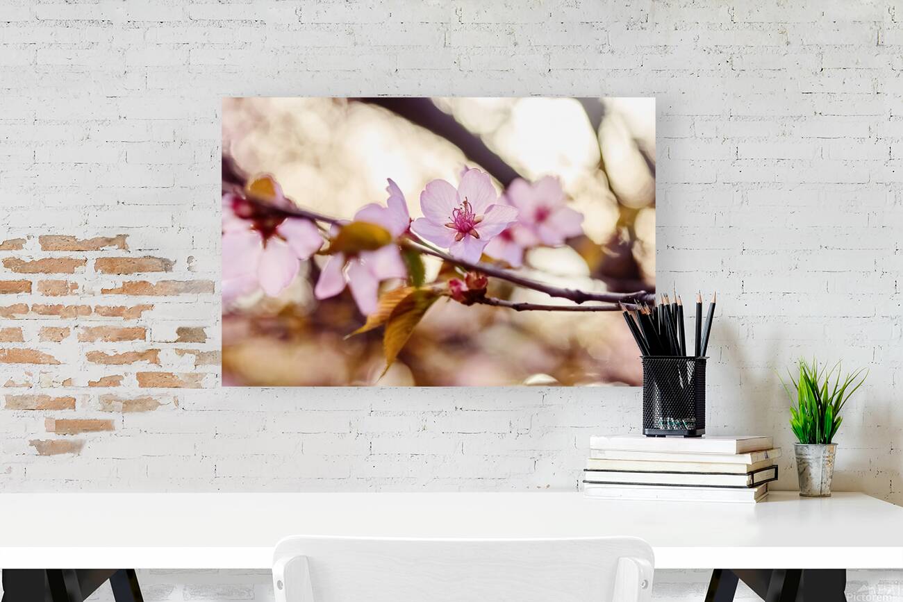 Cherry Blossoms in Bloom Reproduction