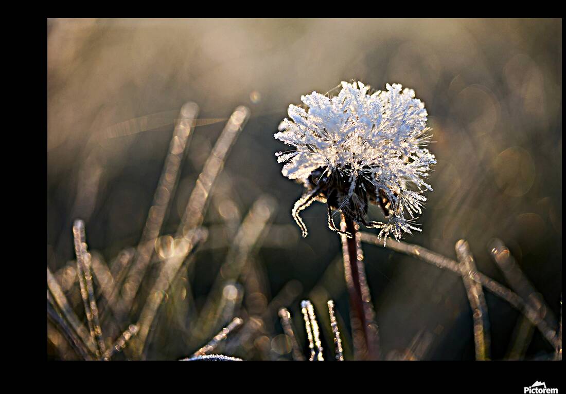 Frosted Dandelion Reproduction