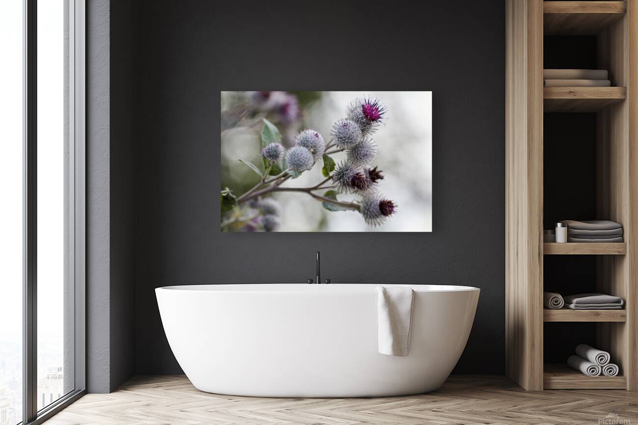 Thistle in Bloom Reproduction
