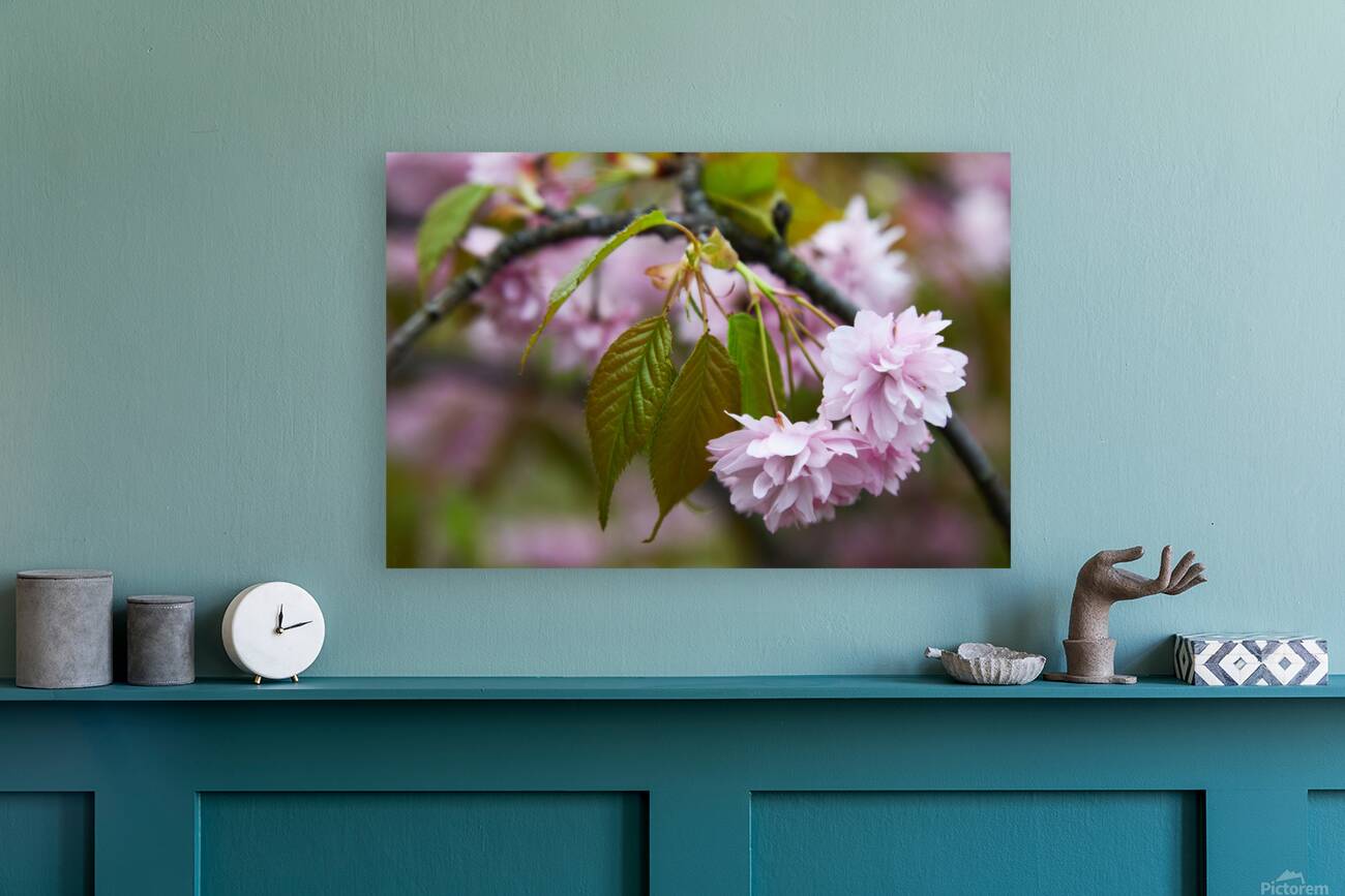 Cherry Blossoms in Spring Reproduction