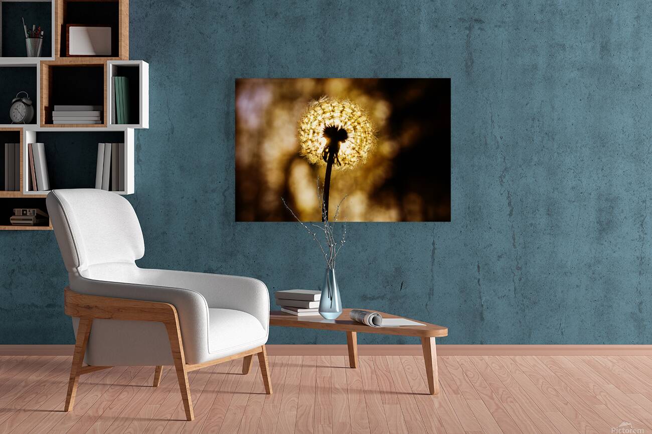 Dandelion at Sunset Reproduction