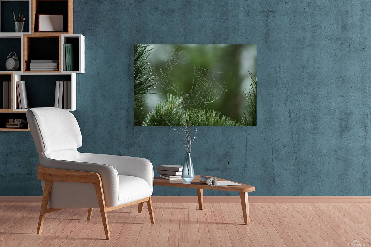 Dewy Spiderweb on Pine Reproduction
