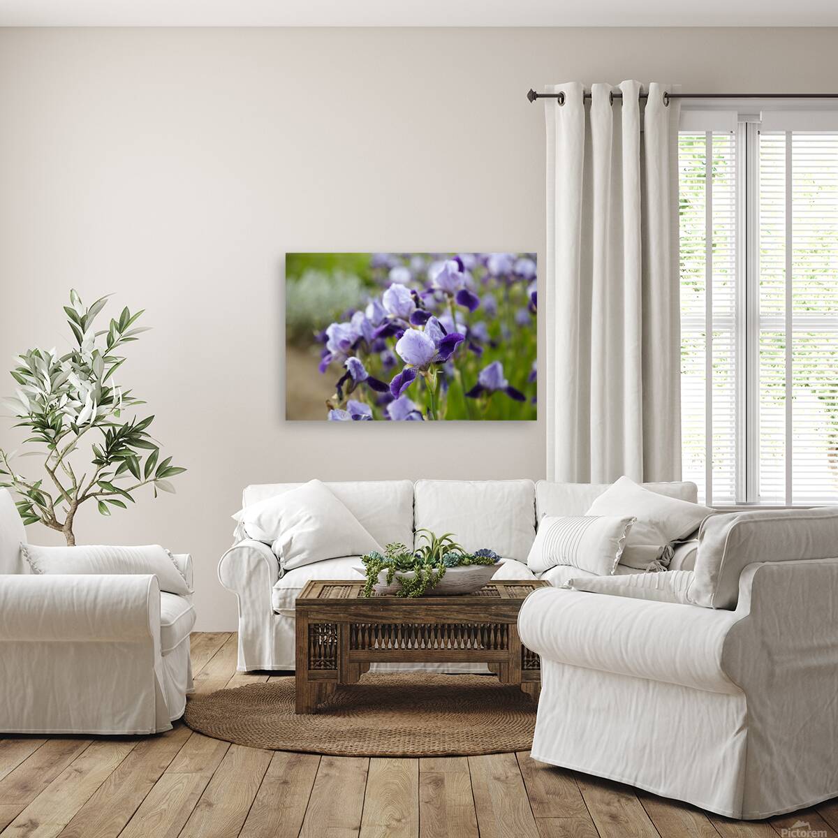 Purple Irises in Bloom Reproduction