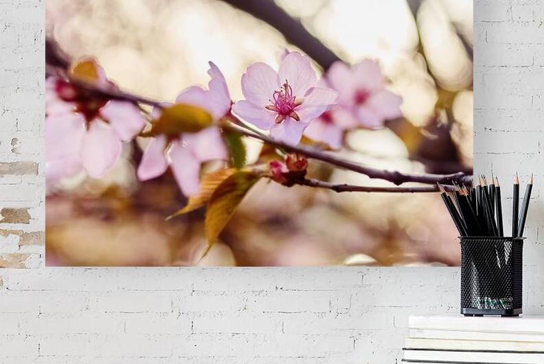Cherry Blossoms in Bloom by Vetre