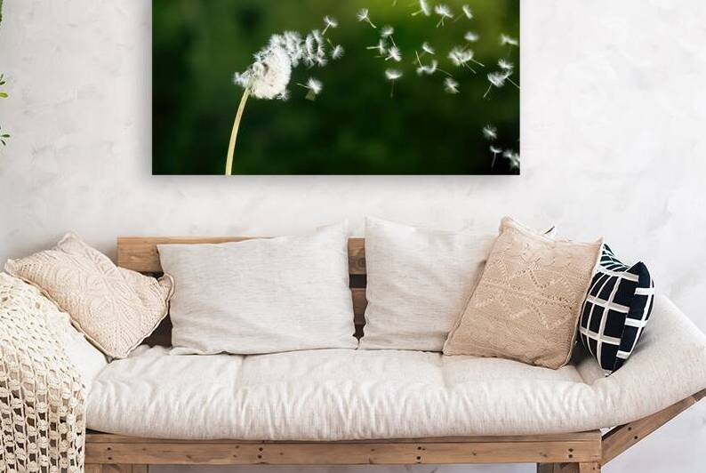 Dandelion Seeds in the Wind by Vetre