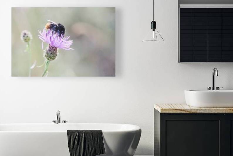 Close up of a bee on a purple flower with a soft blurred backgr by Vetre