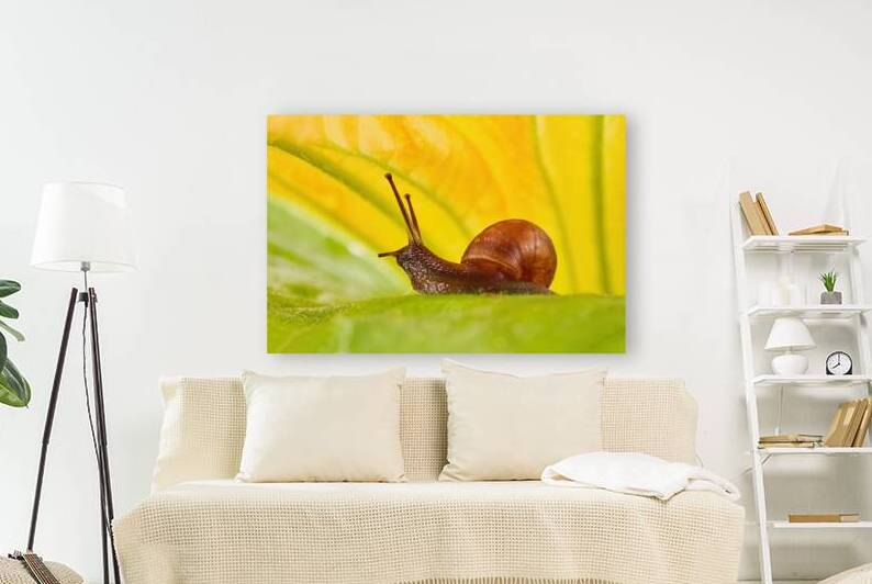 Small Snail Under Zucchini Petal by Vetre