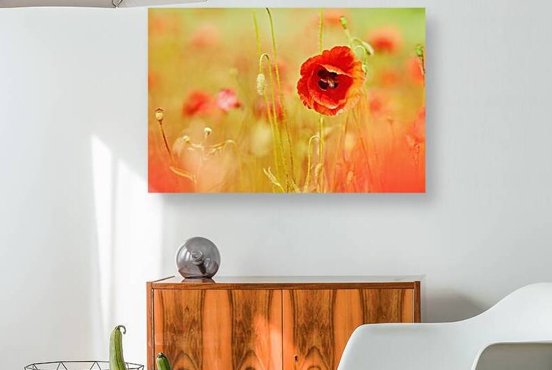 Vibrant Poppy Field with Busy Bee by Vetre