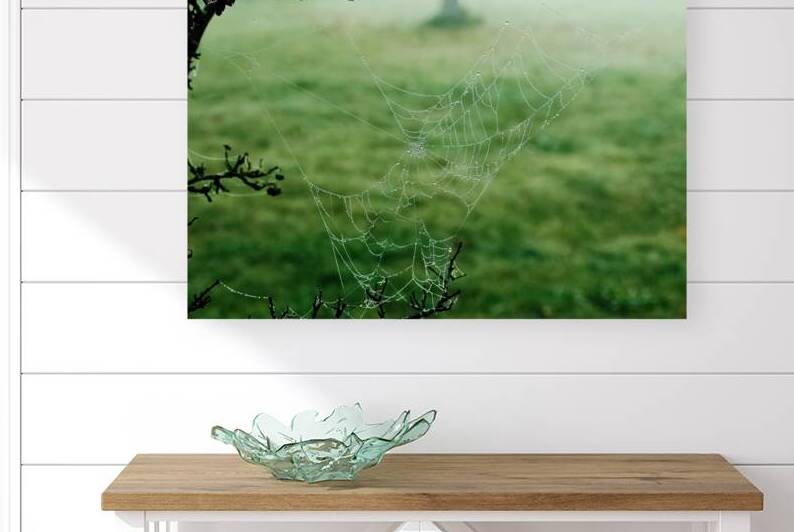 Dewy Spiderweb by Vetre