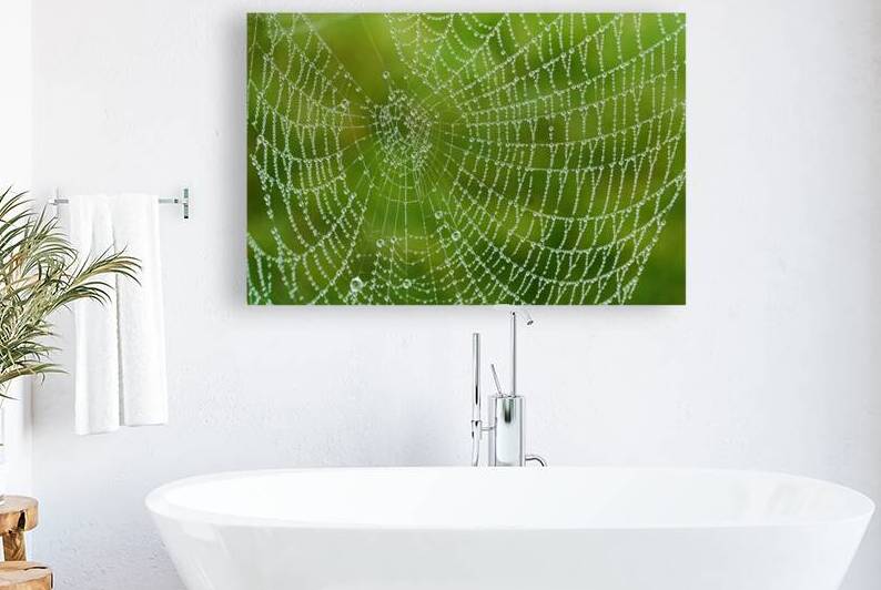 Dewy Spiderweb by Vetre