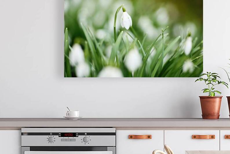 Snowdrop Blossoms by Vetre