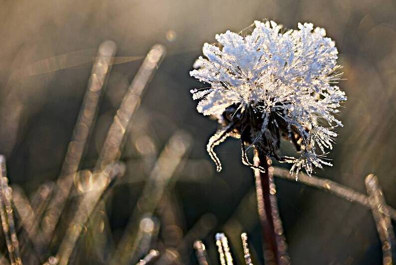 Frosted Dandelion by Vetre