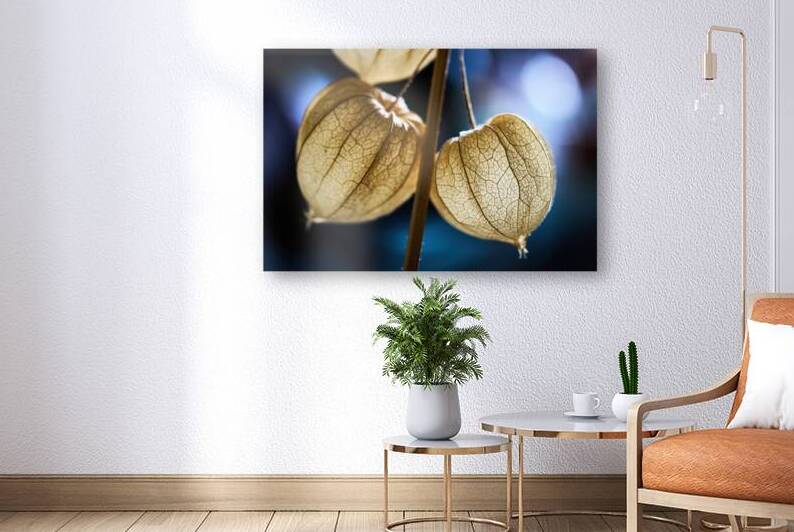 Physalis Close Up by Vetre