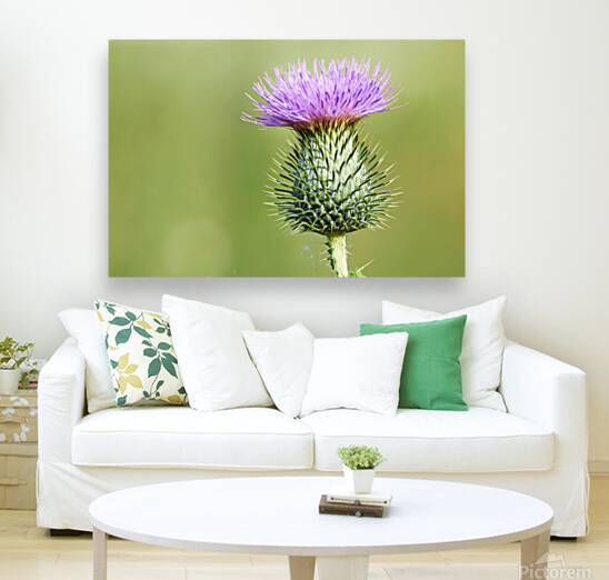 Purple Thistle Blossom by Vetre