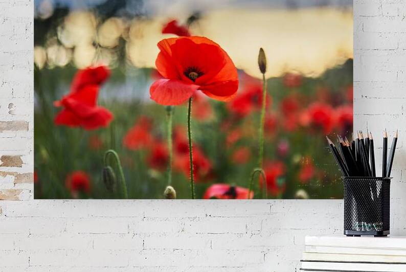 Red poppies in a poppies field. Remembrance or armistice day. by Vetre