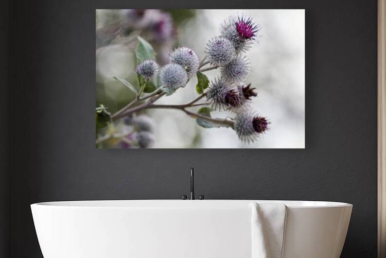 Thistle in Bloom by Vetre