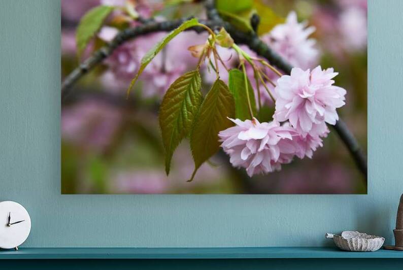 Cherry Blossoms in Spring by Vetre