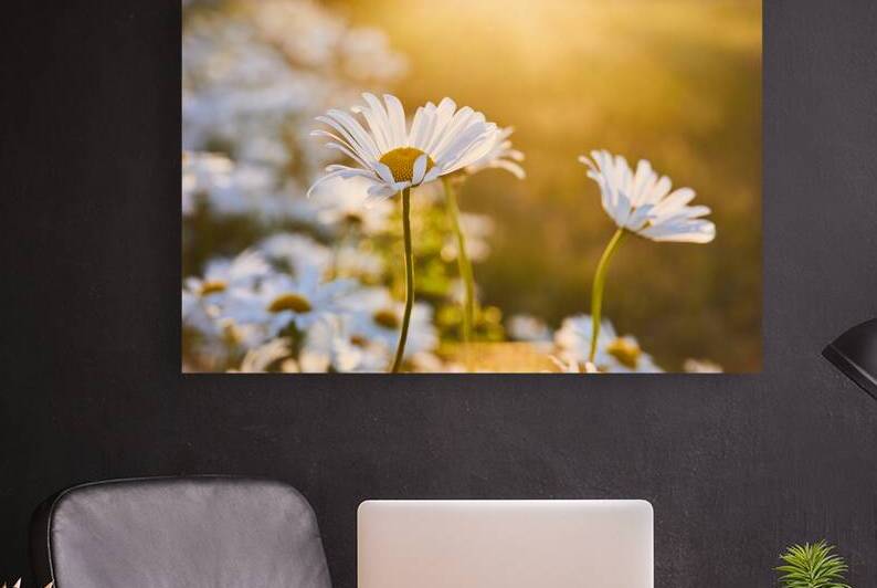 Golden Hour Daisies by Vetre