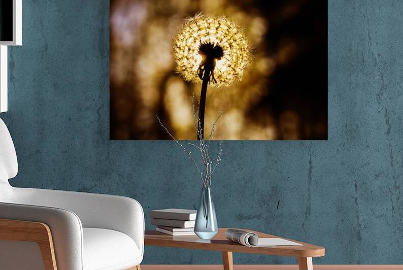 Dandelion at Sunset by Vetre