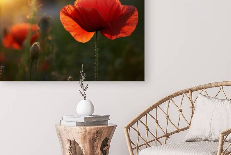 P o p p y   a t   S u n s e t    by Vetre