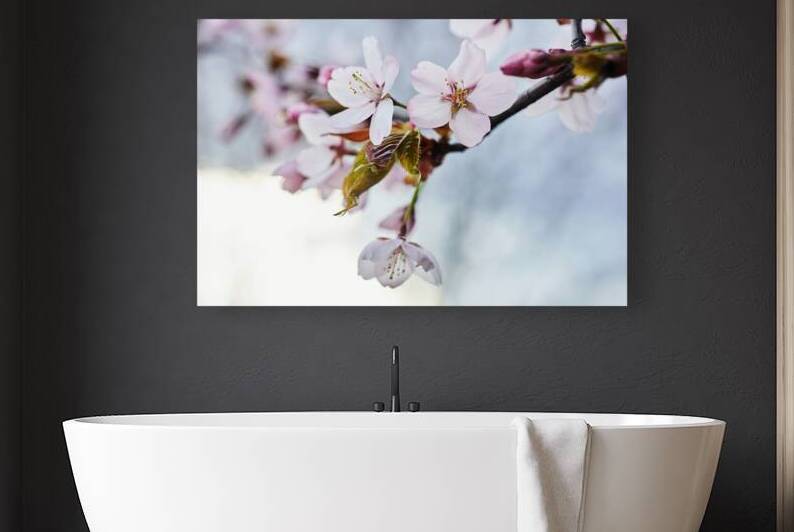 Soft focus Cherry Blossom or Sakura flower. Close up macro. by Vetre