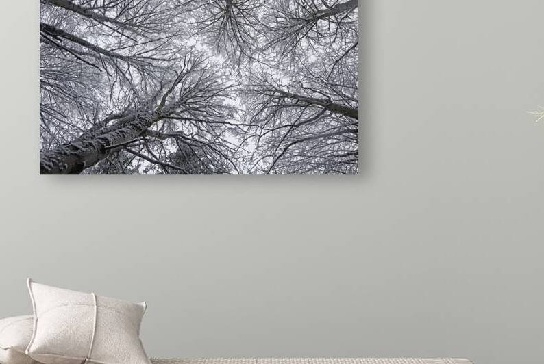 Winter Canopy by Vetre