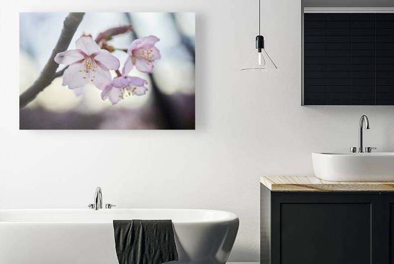 Soft focus Cherry Blossom or Sakura flower. Close up macro. by Vetre