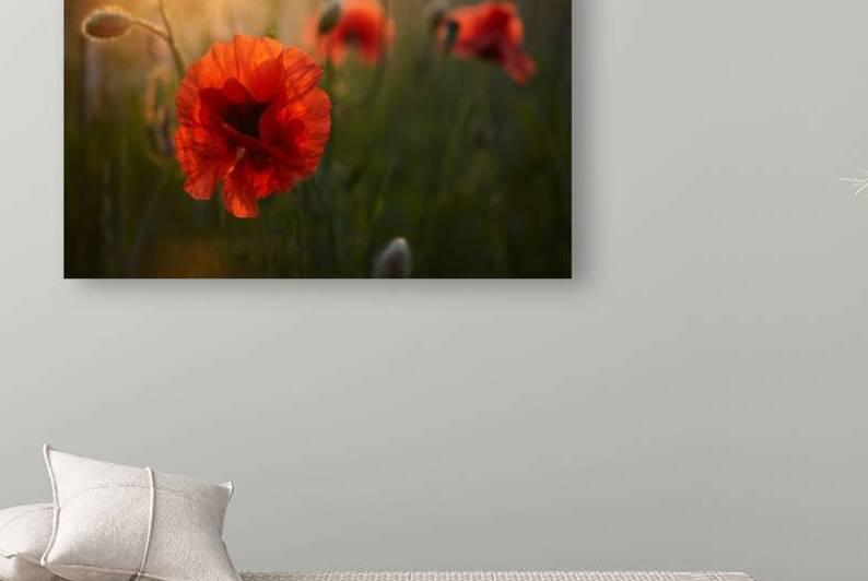 Poppies field with close up poppy on sunset light. Summer garden. Spring farm field landscape by Vetre