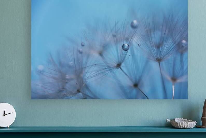 Dew drops on dandelion seeds macro. Sparking droplets water. Blu by Vetre