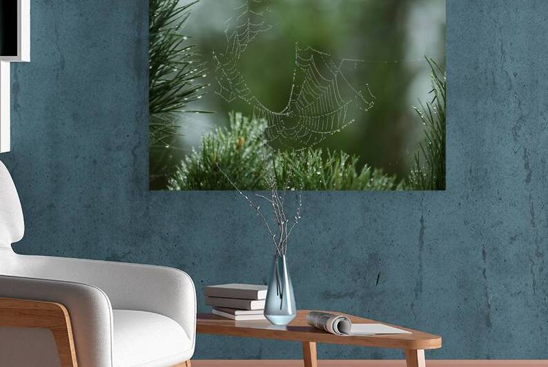Dewy Spiderweb on Pine by Vetre