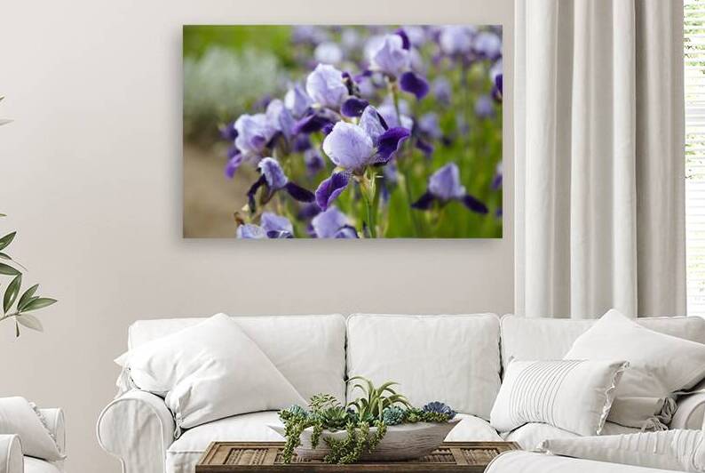Purple Irises in Bloom by Vetre