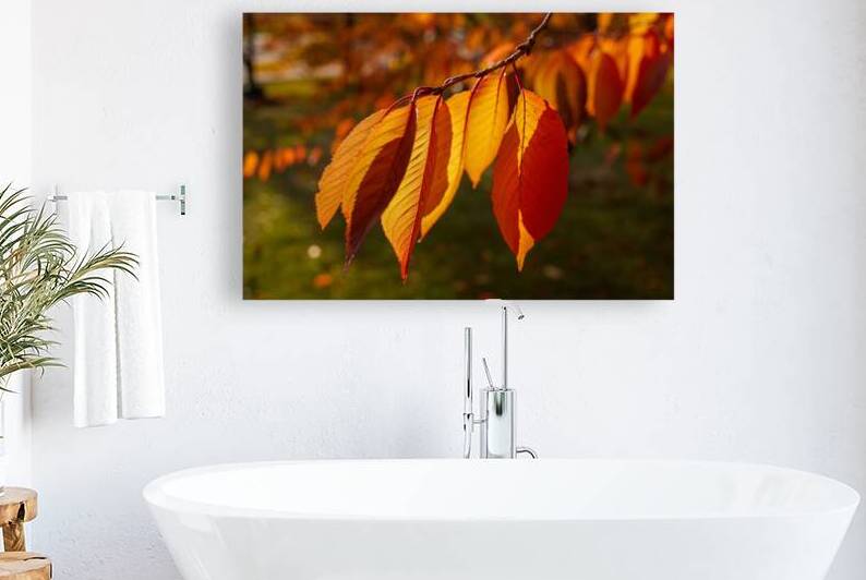 Autumn Leaves by Vetre
