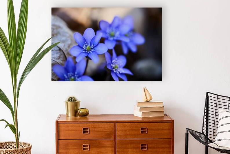 Blue Blossoms. Vibrant blue flowers in close-up emphasizing serene beauty and details. by Vetre