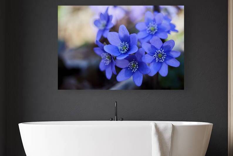 Blue Blossoms. Vibrant blue flowers in close-up. by Vetre