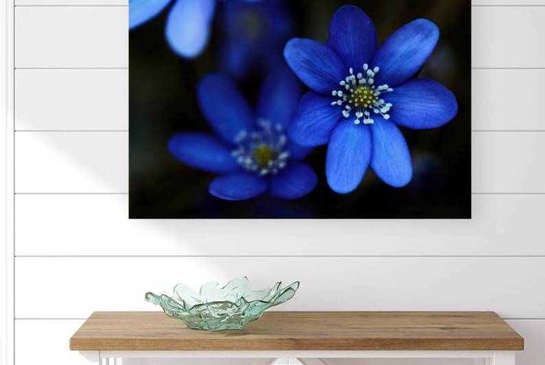 Blue Blossoms. Vibrant blue flowers in close-up by Vetre