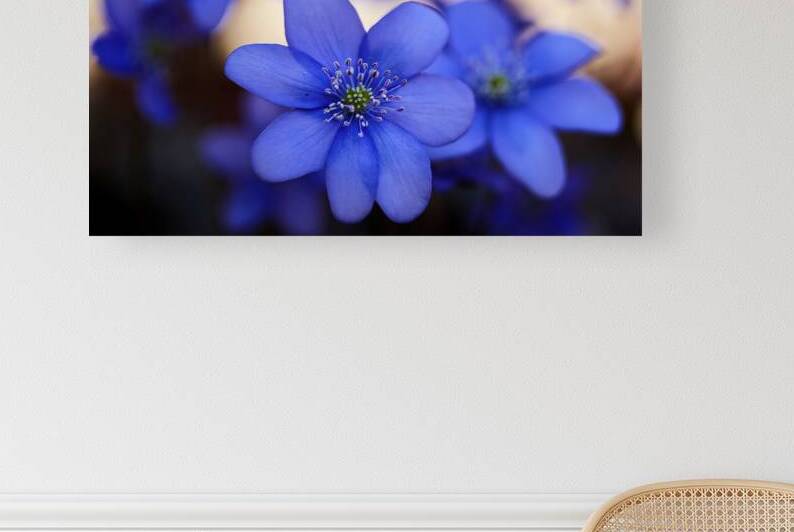 Blue Blossoms. Vibrant blue flowers in close up emphasizing serene beauty and details. by Vetre