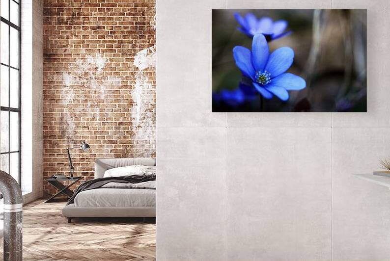 Blue Blossoms. Vibrant blue flowers in close-up by Vetre