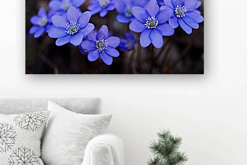Blue Blossoms. Vibrant blue flowers in close up emphasizing serene beauty and details. by Vetre