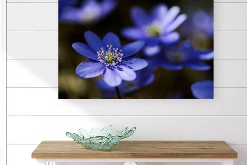 Blue Blossoms. Vibrant blue flowers in close up emphasizing serene beauty and details. by Vetre
