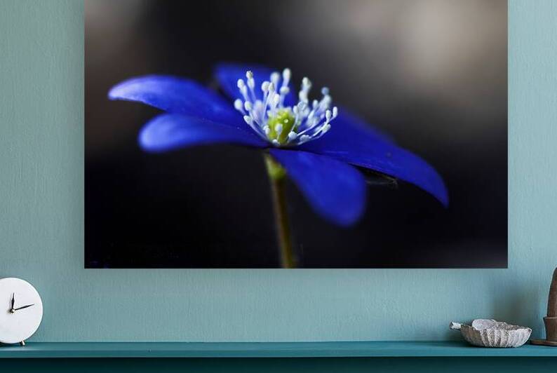 Blue Blossoms. Vibrant blue flowers in close-up by Vetre