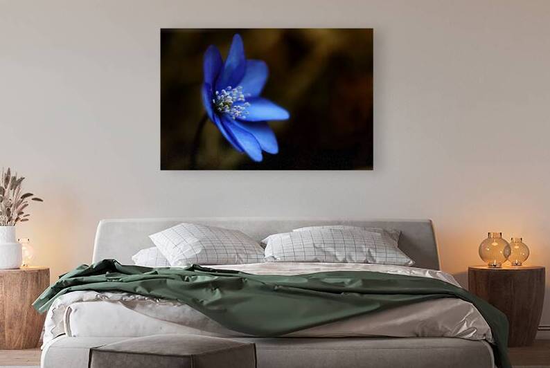 Blue Blossoms. Vibrant blue flowers in close-up. by Vetre